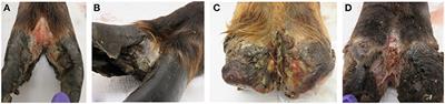 Lesion Material From Treponema-Associated Hoof Disease of Wild Elk Induces Disease Pathology in the Sheep Digital Dermatitis Model